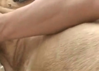 Zoo fucking with a horny doggo