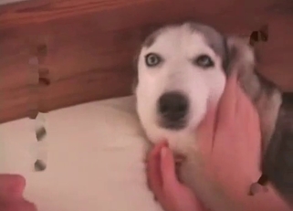 Sexy husky fucking on camera
