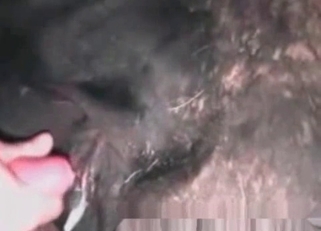 Anal stimulation for a slightly gay horse