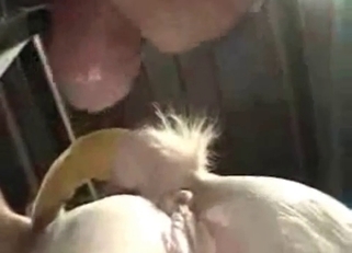 Horny white horse enjoying bestiality