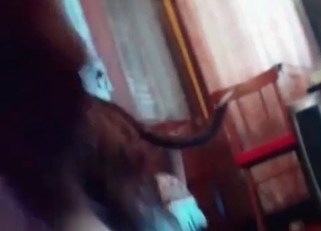 Pussy juices licked off by a kinky dog