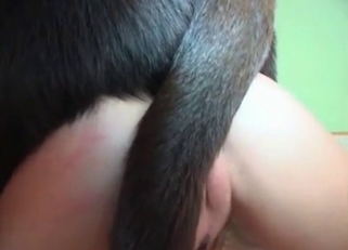 Pretty pussy hottie licked by a dog