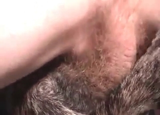 Youthful puppy enjoying hardcore anal
