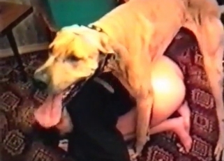 Trained mutt jackhammering that pussy