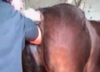 Lustful horse gets fucked by a well-endowed dude