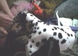 Huge cock sucked by a dirty Dalmatian