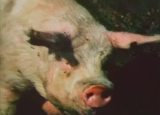 Two pigs screwing with corkscrew cocks