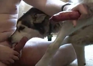 Dude jerks off while sucking a dog cock