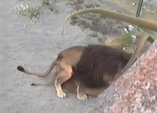 Lions enjoying their lustful love-making