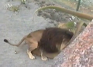 Lions enjoying their lustful love-making