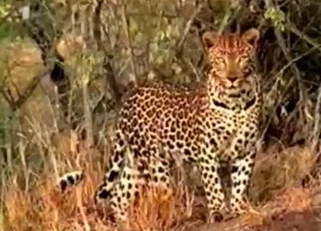 Kinky cheetah fucking its prey in da woods