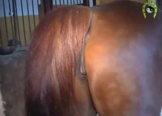 Close-up shots of horses shitting, yummy