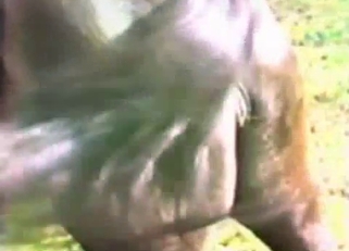 Wild horse have awesome bestiality sex