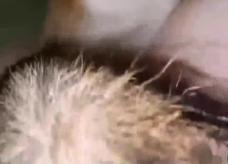 Doggy with pointy dick creampied her cunt