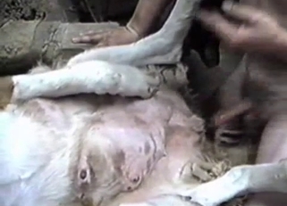Filthy zoo lover bangs his own dog