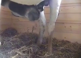 Awesome farm fuck with two horses