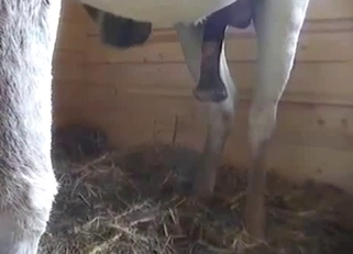 Awesome farm fuck with two horses