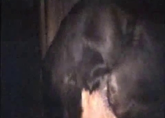 Two dogs are trying hard to fuck