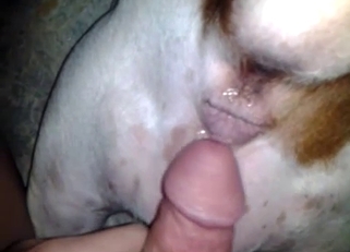 Slowly sticking my cock in doggy anus