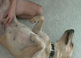 Romantic foreplay with a doggo