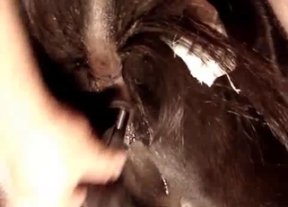 Violent close-up bestiality here