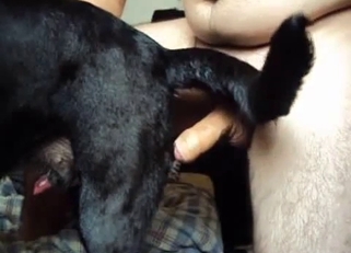Very passionate bestiality right here
