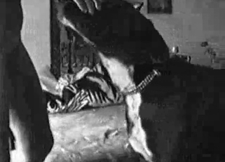 Tight pussy railed by a ruthless dog