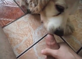Shaggy doggy sucking cock on cam