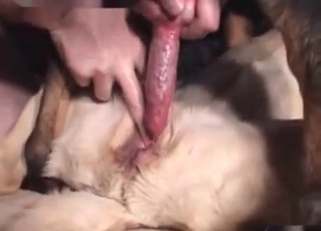 Lovely dog enjoying raw bestiality