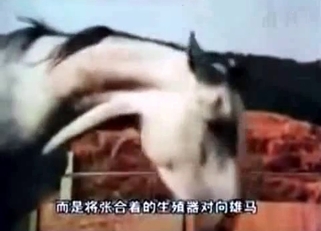Horse fucking highlight reel in HD