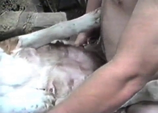 White animal enjoying that hard cock