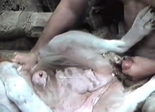 White animal enjoying that hard cock