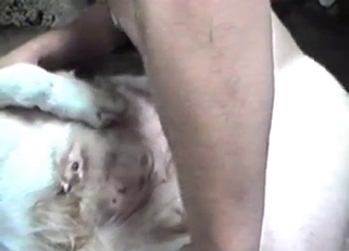 White animal enjoying that hard cock