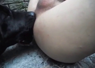 Black dog sucking a medium-sized cock