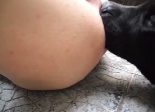 Black dog sucking a medium-sized cock