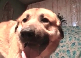 Passionate sex session with a dog