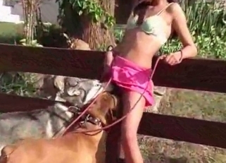 Two kinky dogs licking the same pussy