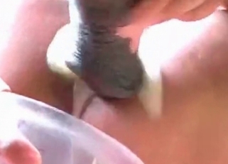 Creampie compilation with sexy animals