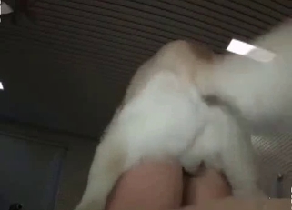 Tight pussy gaped by a pup penis