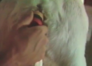 Trained dog enjoying these sex toys