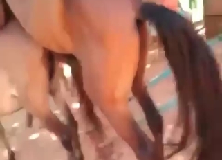 Great pony gets fucked by a bigger horse