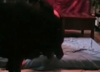 Chick's tight slit pounded by a puppy