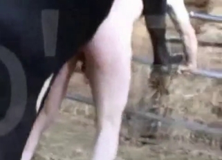Gorgeous horse and its huge dick