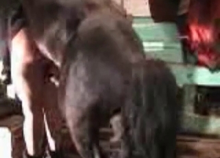 Doggy style sex with a hung horse