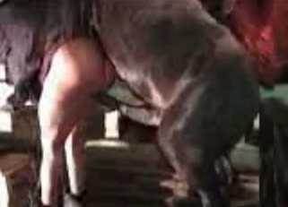 Doggy style sex with a hung horse