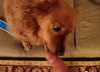 Guy's cock gets blown by a dog