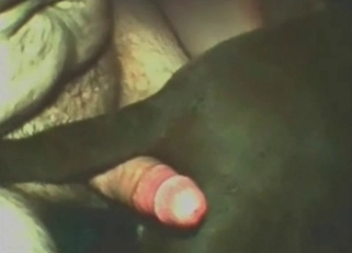 Massive cock sucked by a hung dog