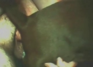Massive cock sucked by a hung dog