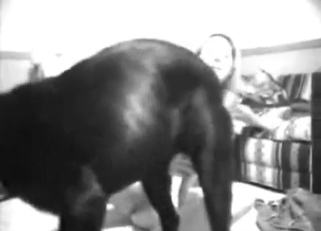 Slow and sensual bestiality action