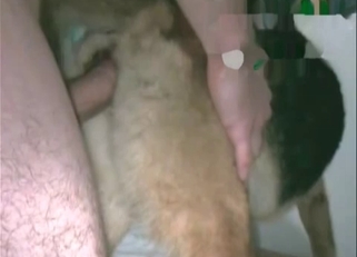 Massive cock penetrating a dog's hole